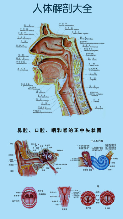 人体解剖生理学 - 医学名师讲三维解剖学图谱