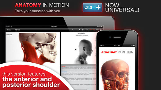 Anatomy In Motion - Shoulder Muscles Flashcards